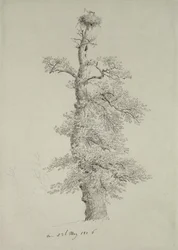 Gammelt egetræ med en storkerede, 23. maj 1806